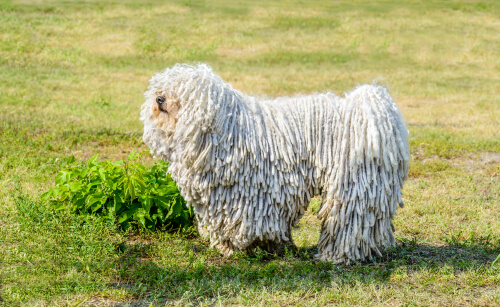 Perros en peligro de extinción: puli