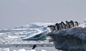 El cementerio de pingüinos en la Antártida