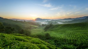 La importancia de la cadena trófica en la naturaleza