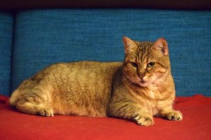 Pixie Bob, un gato semejante al lince rojo