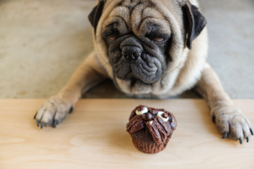 Por qué los perros no pueden comer chocolate