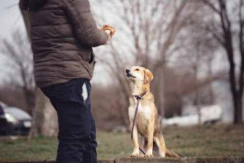Psicologia canina: todo lo que debes saber