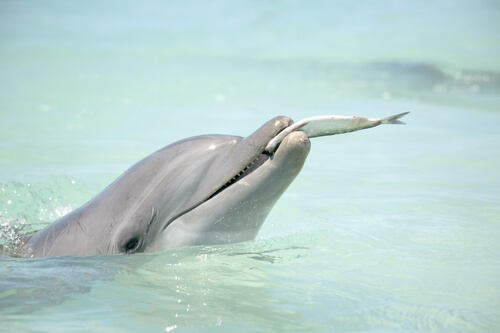 Qué comen los delfines