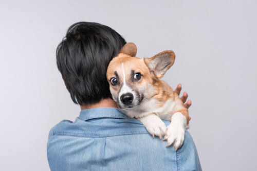 Qué hacer si un perro tiene miedo