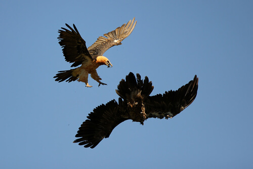 Quebrantahuesos peleando