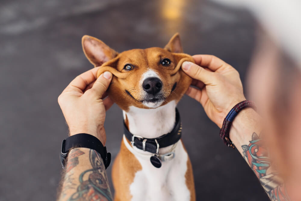 Raza basenji.