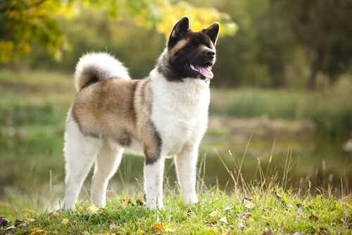 Razas de perro guardián: akita americano