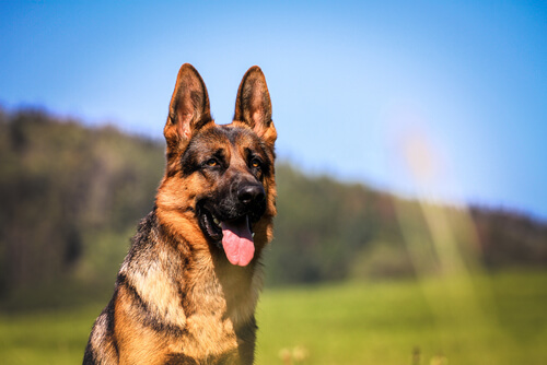 Razas de perro guardián: pastor alemán