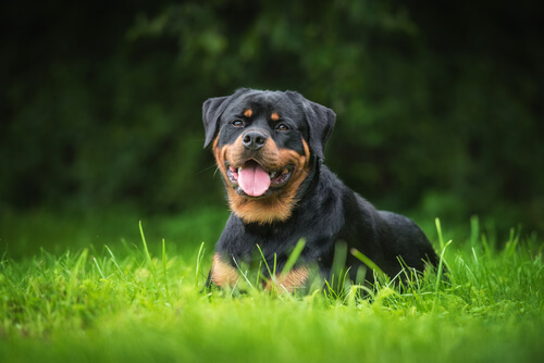 5 razas de perro guardián que mantendrán seguro tu hogar