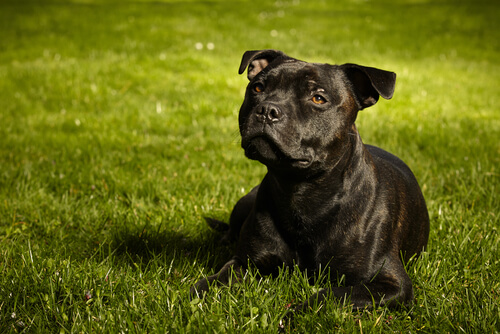 Razas de perro guardián: staffordshire bull terrier