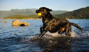5 razas grandes de perros nadadores