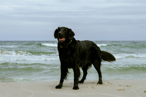 Razas grandes de perros nadadores: labrador retriever de pelo liso