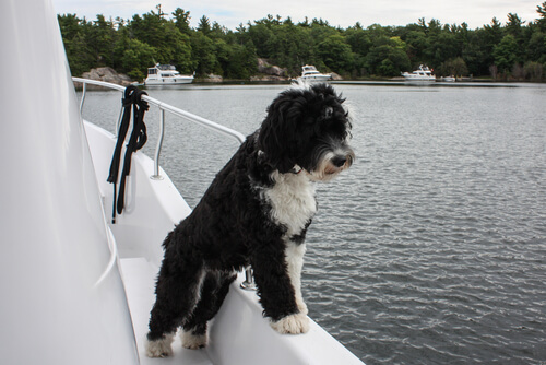 tekneden suya bakan bir köpek.