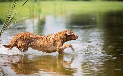 Razas grandes de perros nadadores: retriever de Chesapeake