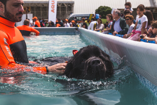 Razas grandes de perros nadadores: terranova
