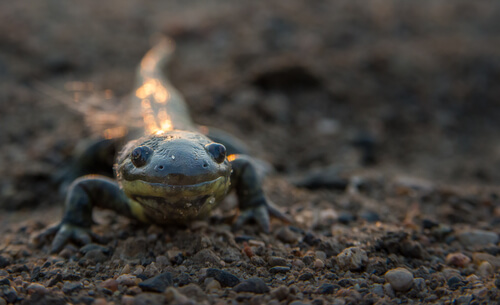 Une salamandre tigrée dans son habitat.