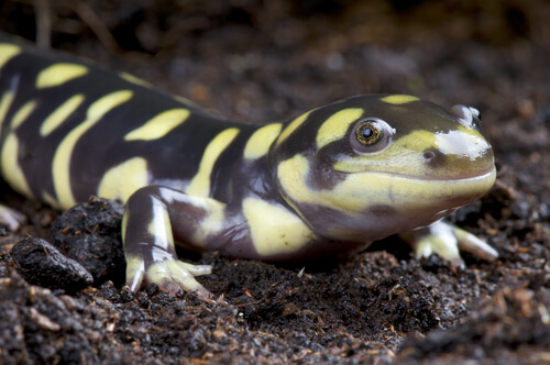 Salamandra tigre: higiene