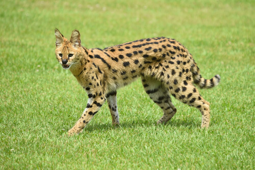 Serval: gato salvaje