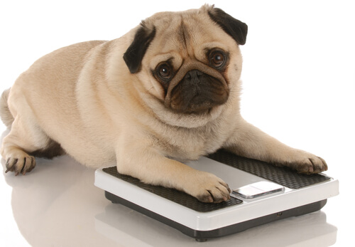 Cómo solucionar el sobrepeso en tu mascota