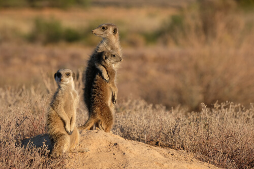 Los suricatos confían en centinelas experimentados