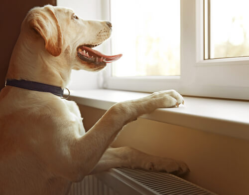 Telepatía en los perros