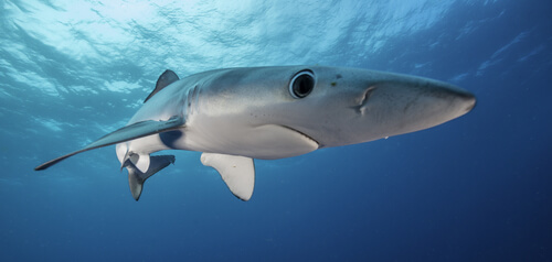 Tiburón azul: alimentación