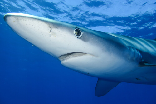 Tiburón azul: hábitat