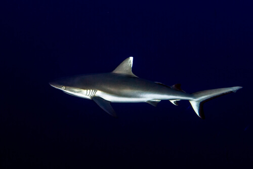 Tiburón gris: características