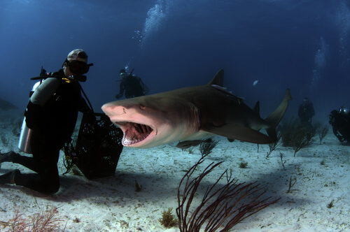 Tiburón tigre: amenazas