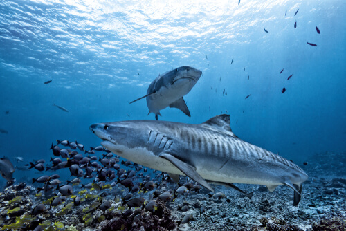 Tiburón tigre: características y alimentación