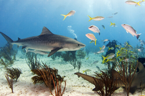 Un requin-tigre dans son habitat.
