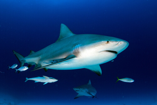 Tiburón toro en su hábitat
