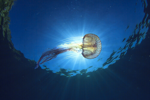 Tipos de medusa que habitan en el mar Mediterráneo