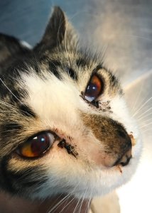 ¿Tu gato sangra por la nariz? Mira qué hacer