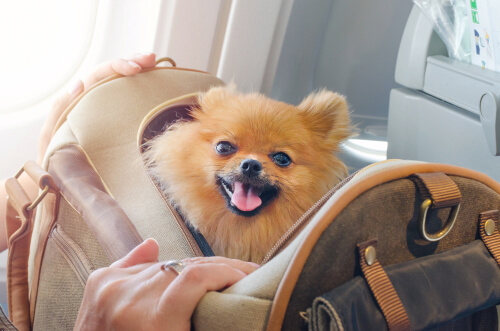 Viajar con tu perro por Europa
