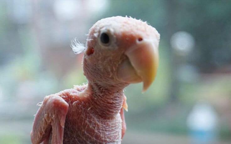 Fatherless Crow Do featherless birds exist?