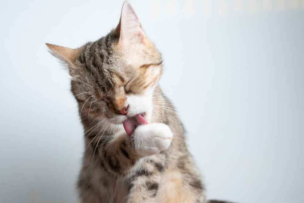 Acicalamiento del gato.