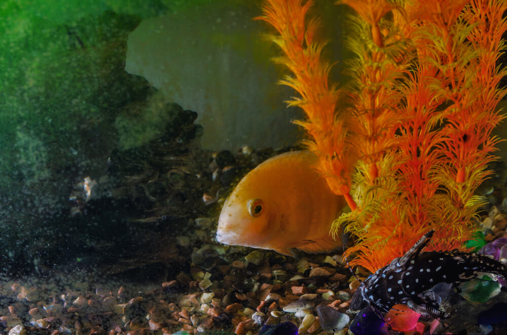 Acuario sucio.