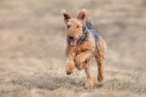 Airedale terrier perros grandes y fuertes