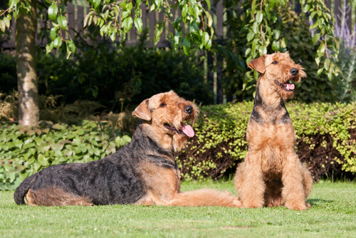 Airedale terrier: comportamiento