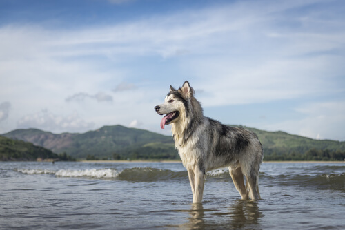 Alaskan malamute: características y cuidados