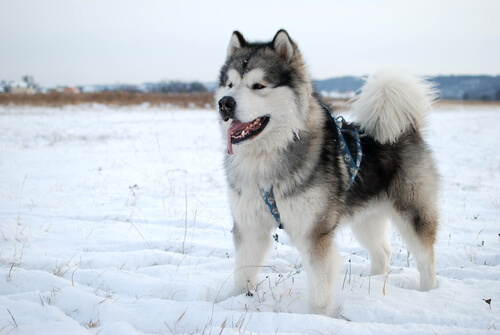 Malamute do Alasca: história