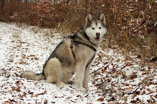 Alaskan malamute: origen