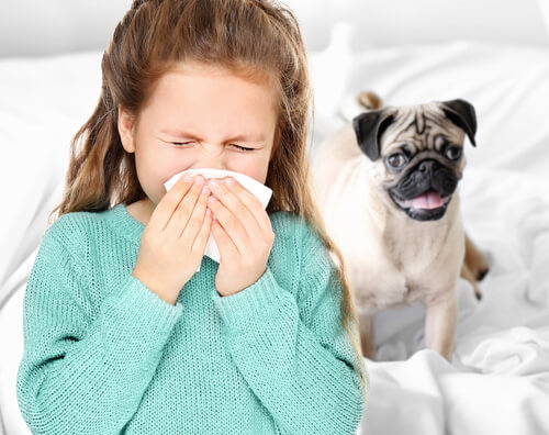 Alergia a los perros