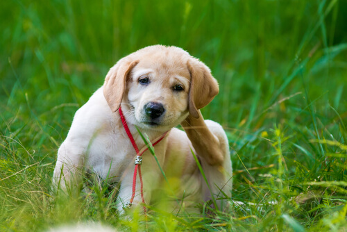 Alergia cutánea canina