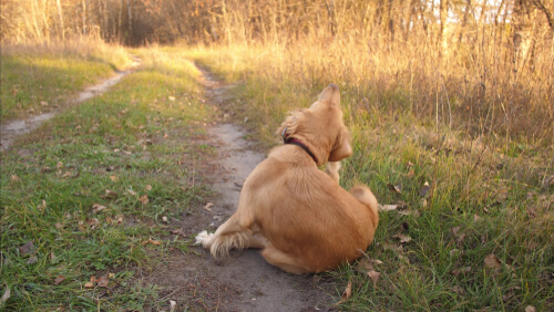 Alergias caninas: causas y síntomas