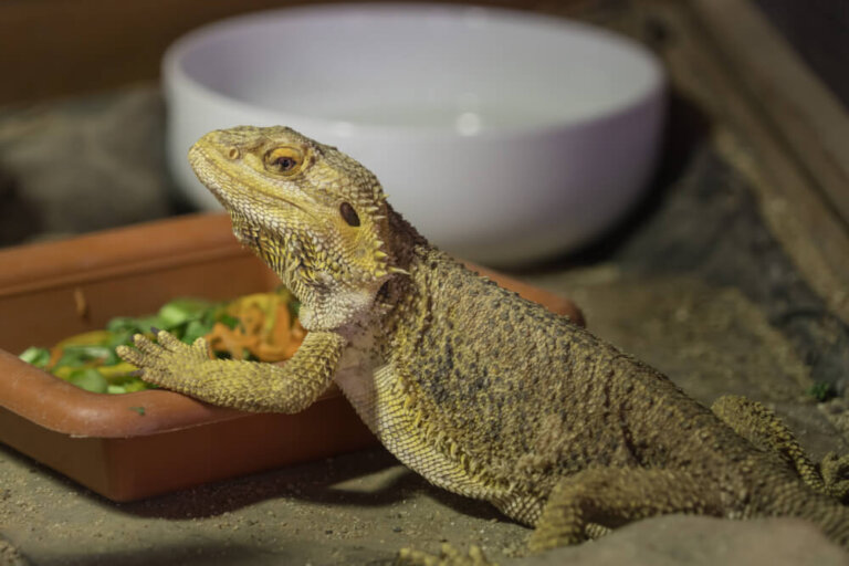 ¿Sabías que estos 6 reptiles son omnívoros?