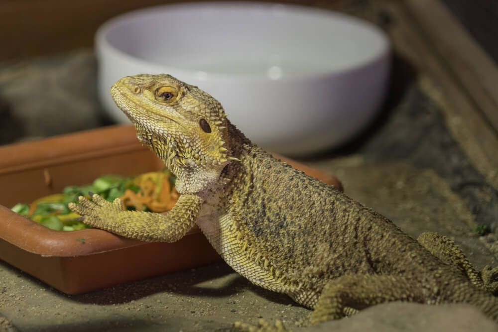 Alimentación del dragón barbudo.