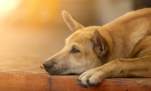 9 consejos para animar a un perro