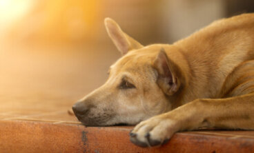 9 consejos para animar a un perro